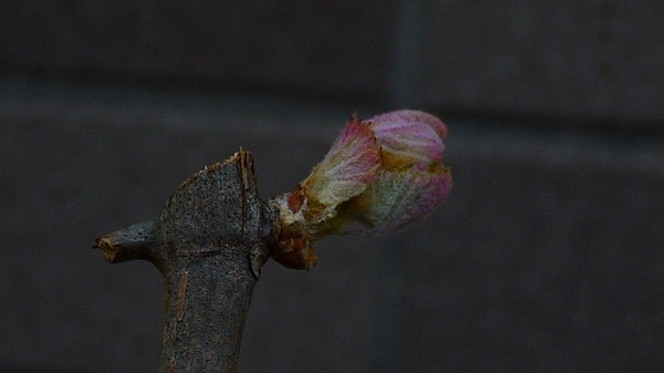 葡萄　その他　植物の成長